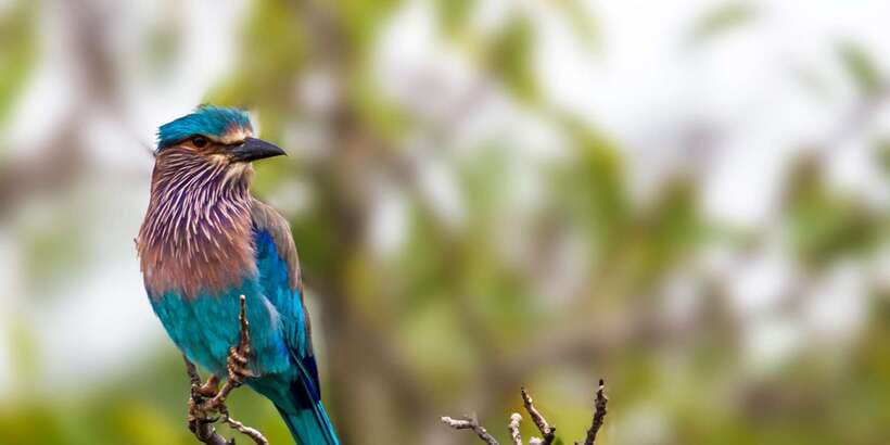 Colombo/Bentota/Kalutara/Ahungalla: Yala Safari Tour - Price and What You’ll Still Pay: Getting Real Value From $124