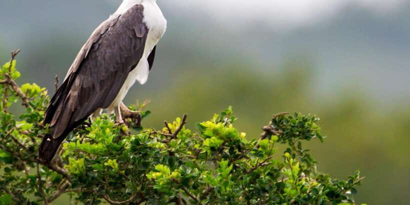 Colombo/Bentota/Kalutara/Ahungalla: Yala Safari Tour - Timing Tips: Making Sure You’re Ready for a Long Wildlife Day