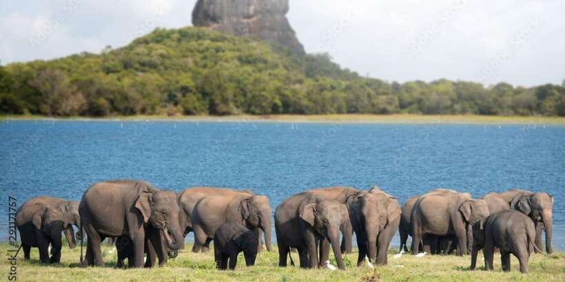 Colombo/Negombo to Sigiriya, Dambulla & Jeep Safari Day Tour - From Colombo/Negombo to Sigiriya: the drive that shapes your whole day