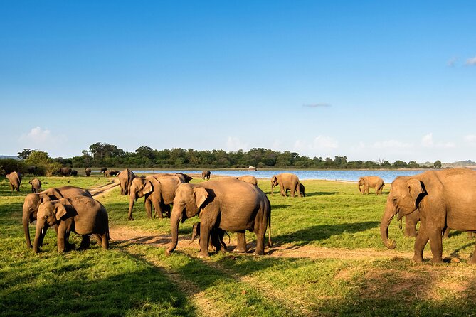 Colombo to Trincomalee Shuttle & Safari Drive - Pelvehera village lunch and a lake paddle break
