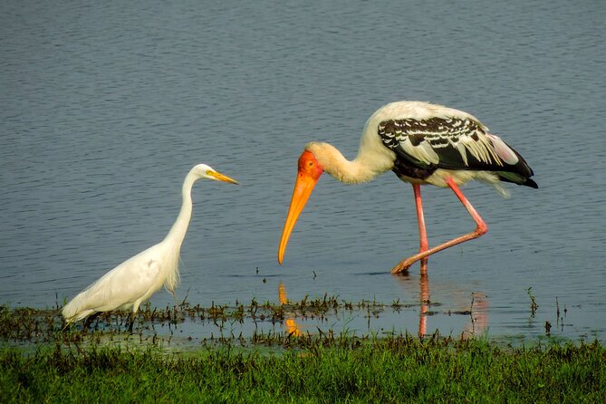 Colombo to Trincomalee Shuttle & Safari Drive - Jeep safari drive with a tracker: what to expect when parks change