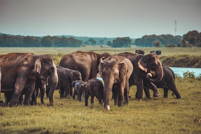 Colombo to Trincomalee Shuttle & Safari Drive - Price and value check: is $140 worth it?