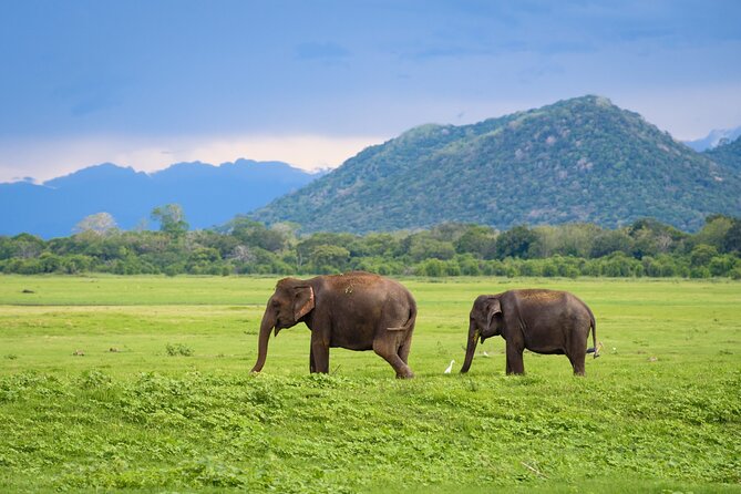 Colombo to Trincomalee Shuttle & Safari Drive - Should you book the Colombo to Trincomalee safari drive?