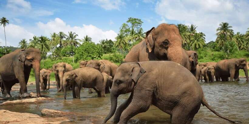 Day Tour to Elephant Orphanage / spice garden - Key things you’ll notice on this tour