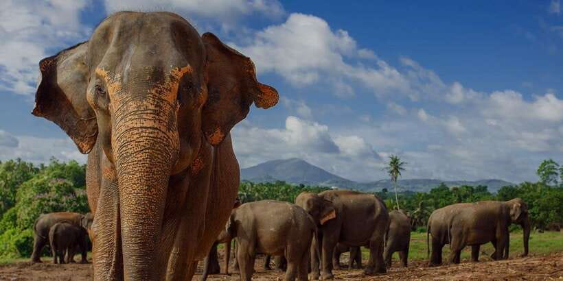 Day Tour to Elephant Orphanage / spice garden - Why Pinnawala’s river scene is the Sri Lanka elephant moment
