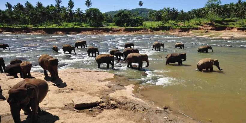 Day Tour to Elephant Orphanage / spice garden - Pickup and transport: where the tour earns its easy rating