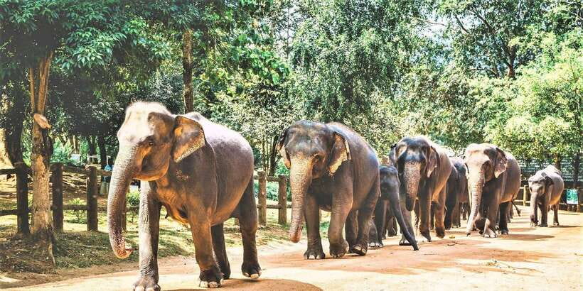 Day Tour to Elephant Orphanage / spice garden - The 6-hour Colombo schedule: fast, focused, and a little tight