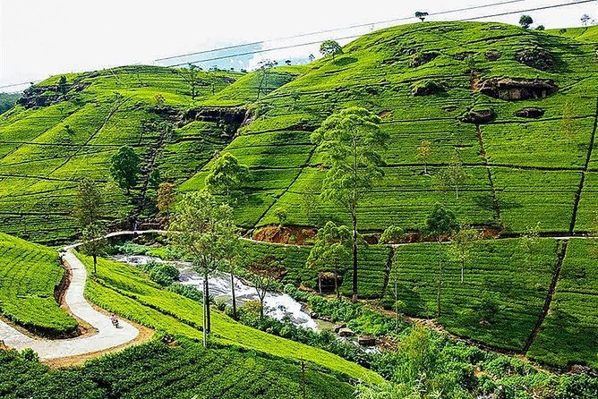 Day Tour to Nuwara Eliya from Kandy by Lux Tours Lanka - Key highlights you’ll actually care about