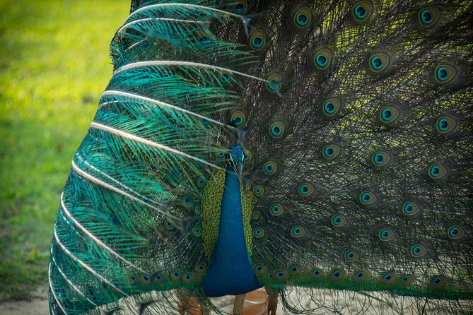 Day Tour to Wilpattu National Park from Colombo - Your safari setup: private guide, 4x4 jeep, and why it matters