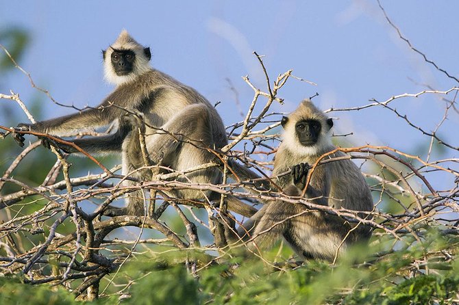 Day Tour to Wilpattu National Park from Colombo - The Colombo stop: port-city clues before you leave the coast