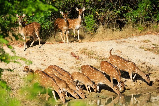Day Tour to Wilpattu National Park from Colombo - What wildlife viewing is like in Wilpattu (and how to raise your odds)