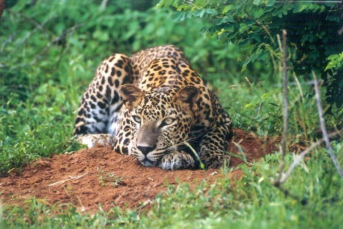 Day Tour to Wilpattu National Park from Colombo - Is the price good value at $150 per person?