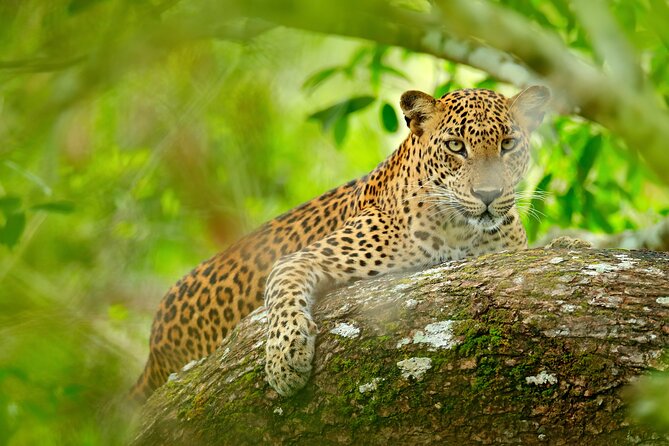 Day Tour to Wilpattu National Park from Colombo - Entering Wilpattu National Park: natural lakes, old park, serious wildlife odds