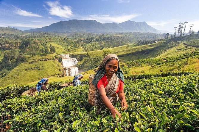 Day Trip to Nuwara Eliya with Kingfisher Tours - NGM Strawberry Farm: a sweet stop that breaks up the day