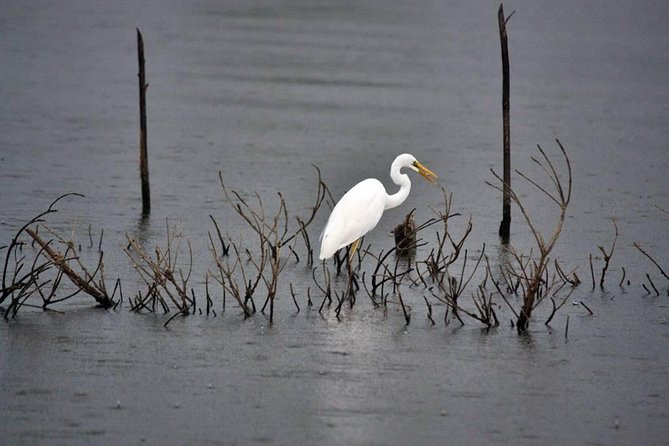 Exclusive: Muthurajawela Bird Watching Tour with Transfers - Tuk-Tuk Pickup From Negombo: Logistics That Save Your Morning