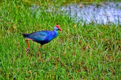 Exclusive: Muthurajawela Bird Watching Tour with Transfers - What You Can Spot: Birds, Crocodiles, Monkeys, and the Small Surprises