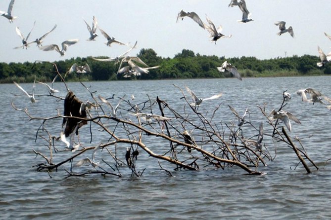 Exclusive: Muthurajawela Bird Watching Tour with Transfers - Price and Value: Is $35 Actually Reasonable Here?