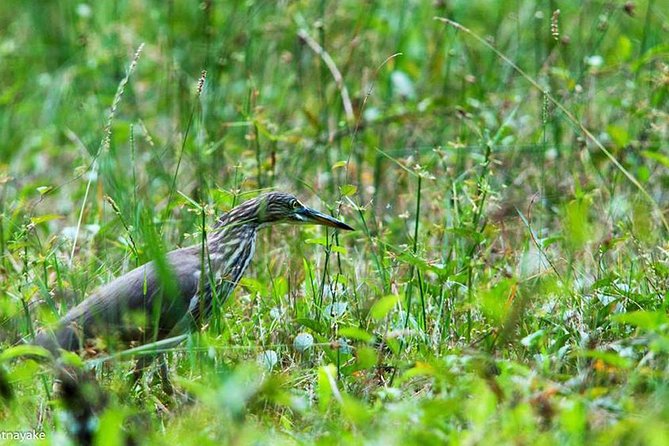 Exclusive: Muthurajawela Bird Watching Tour with Transfers - Should You Book This Muthurajawela Bird Watching Tour?