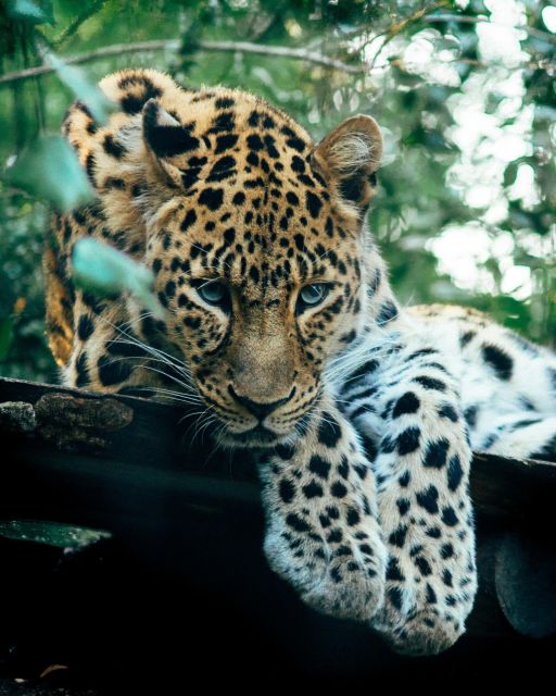 Explore the MAGIC of Sri Lanka in 7days -4 Star hotels Incl. - Day 6: Yala safari plus Rawana Falls and an Ella train ride that’s pure fun