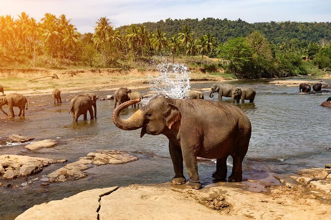 From Colombo: Kandy and Pinnawala Full-Day Trip - Royal Botanical Gardens: The One-Hour Reset You’ll Be Glad You Took