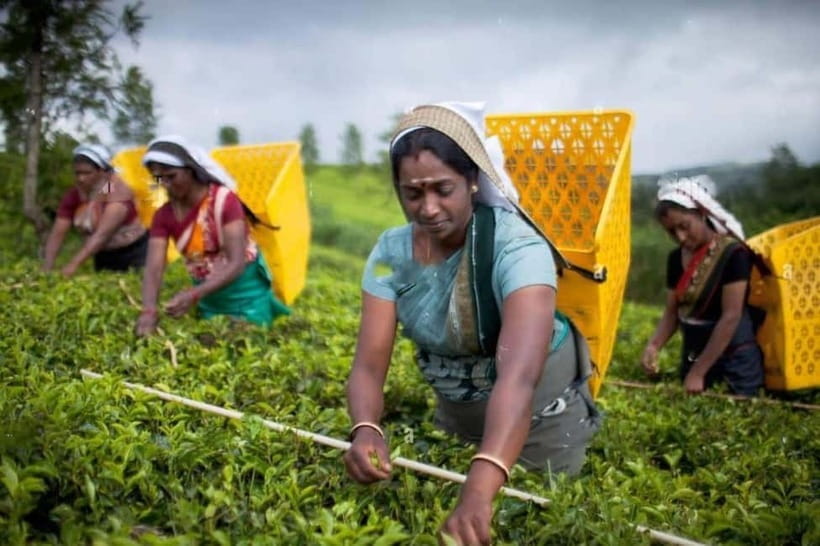 From Colombo: Kandy, Pinnawala and Tea Factory Full-Day Trip - Susantha Spice & Herbal Garden: more than souvenir herbs
