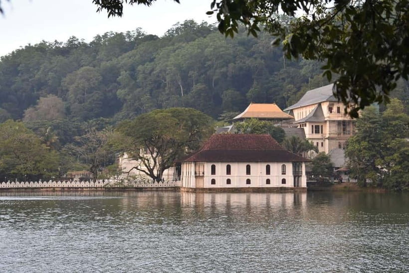From Colombo: Kandy, Pinnawala and Tea Factory Full-Day Trip - New Giragama tea factory: the Ceylon process and your tasting chance