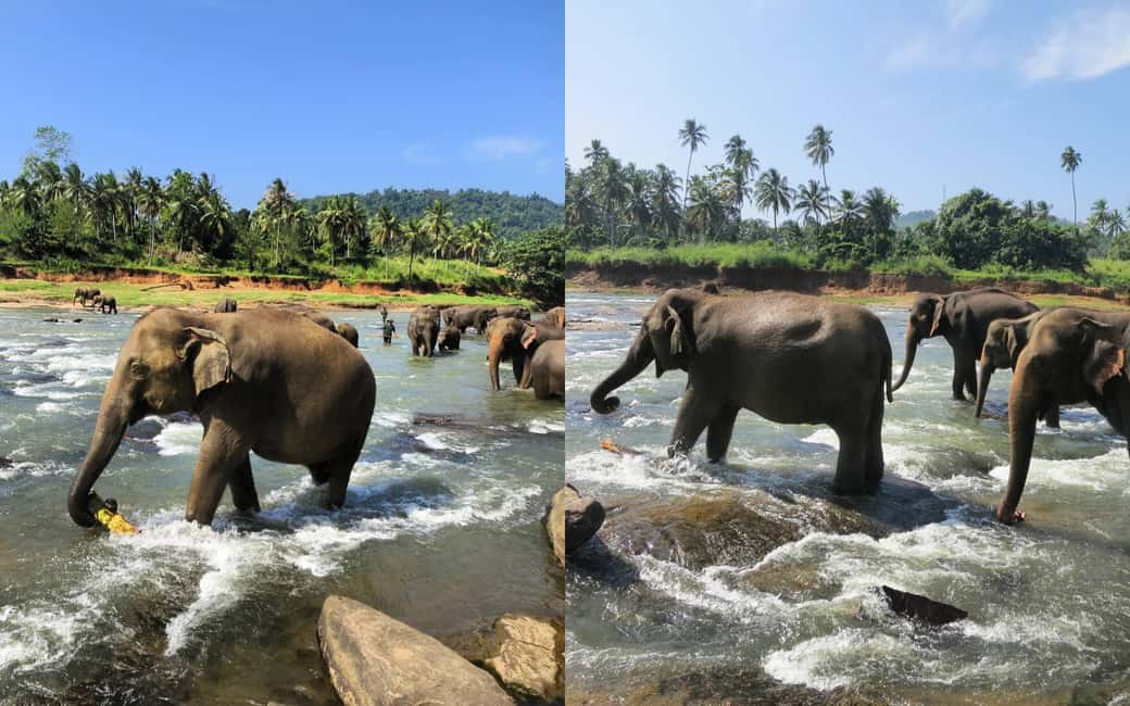 From Colombo: Kandy Temple of Tooth & Elephant Orphanage - Tea Factory and Herbal Garden Walk: Little Stops That Make You Smarter Fast