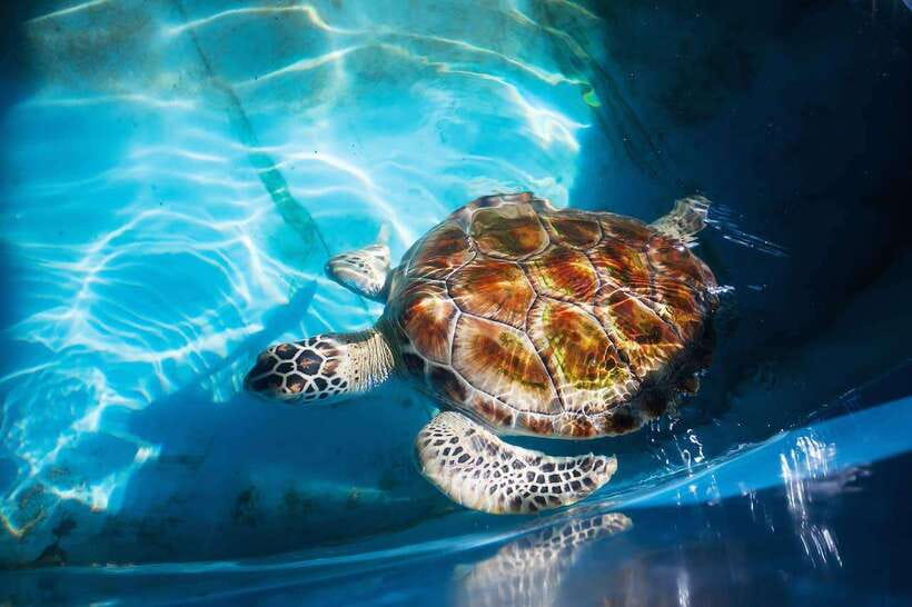 From Colombo/Negombo: Galle, Madu River, and Turtle Hatchery - A Southern Coast Day Trip That Covers the Big Beats