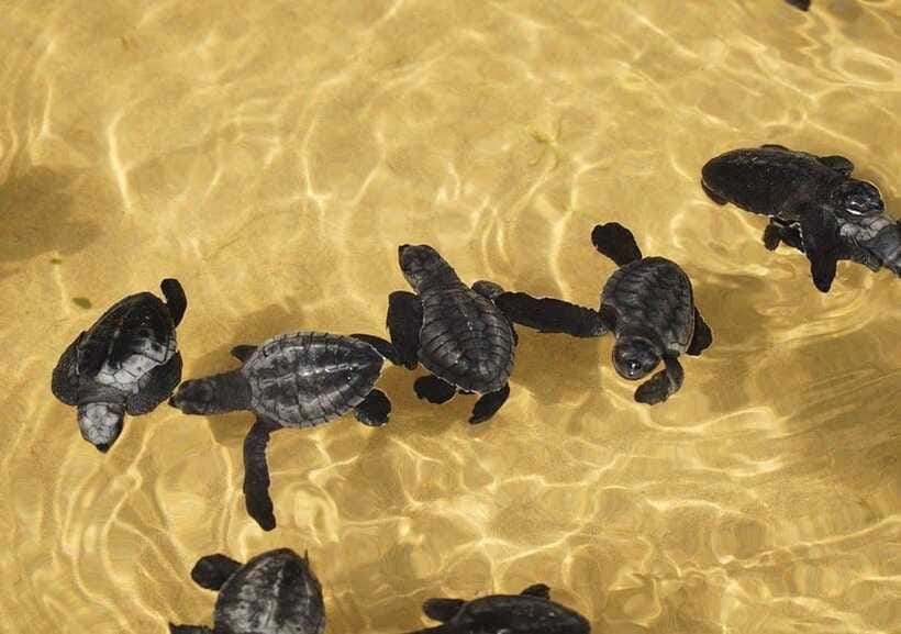 From Colombo/Negombo: Galle, Madu River, and Turtle Hatchery - Madu Ganga Boat Safari: Mangroves, Wildlife, and a Slower Rhythm