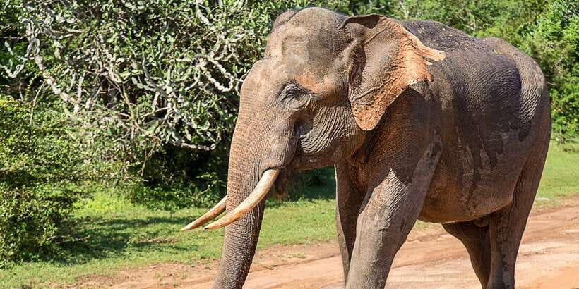 From Colombo: Udawalawa Safari & Elephant Transit Home Tour - Why Udawalawe Works as a Day Trip From Colombo
