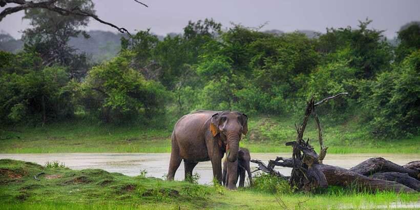 From Colombo: Udawalawa Safari & Elephant Transit Home Tour - The Long Drive South: Comfort, Timing, and Sanity