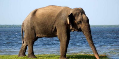 From Colombo: Udawalawa Safari & Elephant Transit Home Tour - Jeep Safari in Udawalawe: What You’re Really Chasing