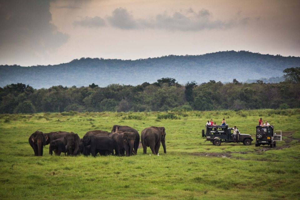 From Colombo: Udawalawa Safari & Elephant Transit Home Tour - Lunch in Udawalawe: Good Fuel, But Watch the Cost