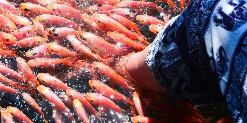 From Negombo: Bentota Full-Day Tour - Madu Ganga boat safari: what you’ll see on the mangrove route