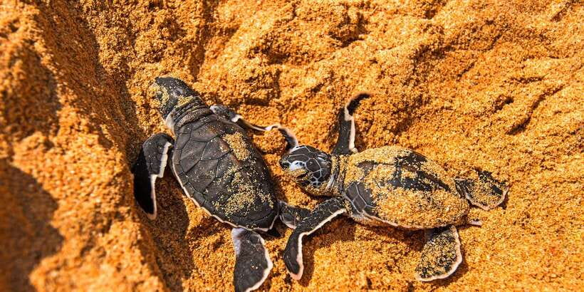 From Negombo: Bentota Full-Day Tour - How much it costs and whether it’s good value for $65