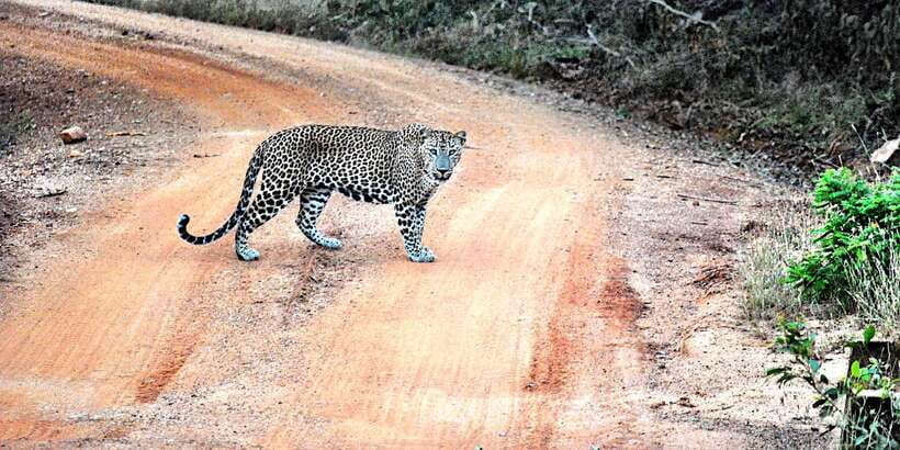 From Negombo: Wilpattu National Park Safari Guided Day Tour - Quick reality check: the main drawbacks to plan for