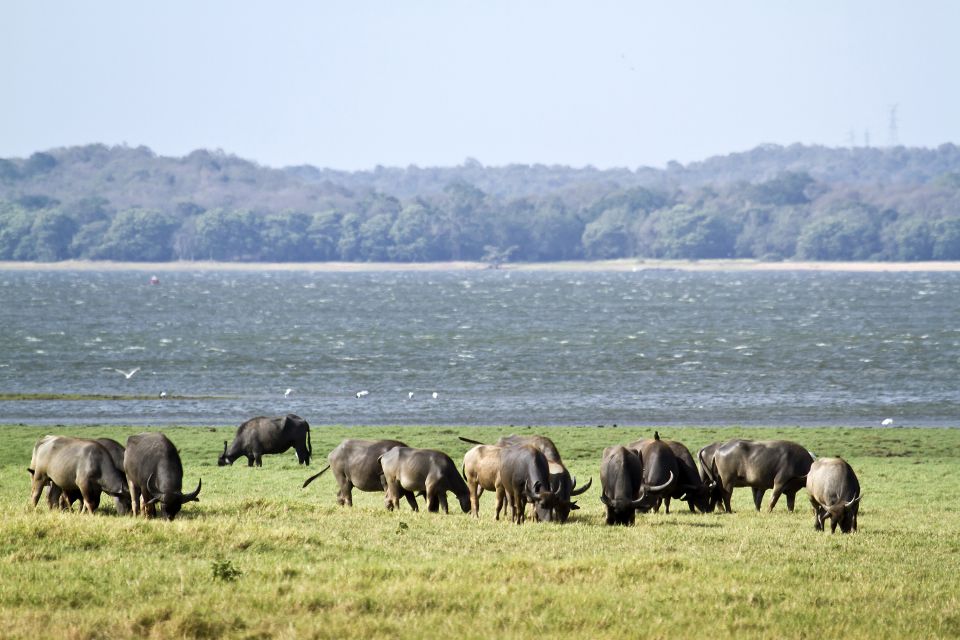 From Negombo: Wilpattu National Park Safari Guided Day Tour - Should you book this Wilpattu safari from Negombo?