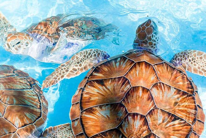 Galle and Bentota Day Tour From Colombo and Negombo - Kosgoda Turtle Care: Baby Turtles and Rehab Work