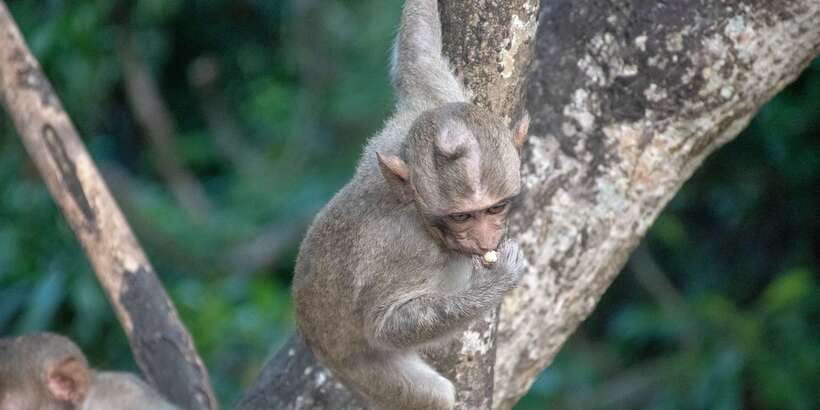 Lagoon Tour to Monkey Island in Negombo - Key Highlights You’ll Actually Care About