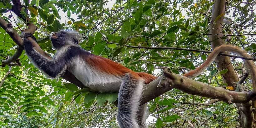 Lagoon Tour to Monkey Island in Negombo - Negombo Start: Why This Tour Fits Near the Airport
