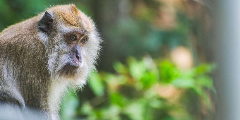Lagoon Tour to Monkey Island in Negombo - Monkey Island Time: Spotting and Feeding the Monkeys
