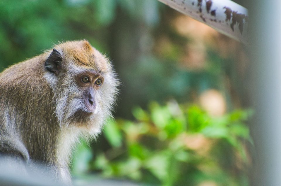 Lagoon Tour to Monkey Island in Negombo - What You’re Really Paying For: Price and Value at $72
