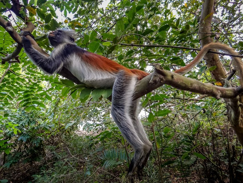 Lagoon Tour to Monkey Island in Negombo - Private Group Reality: Calm Pacing, Not Crowd Control