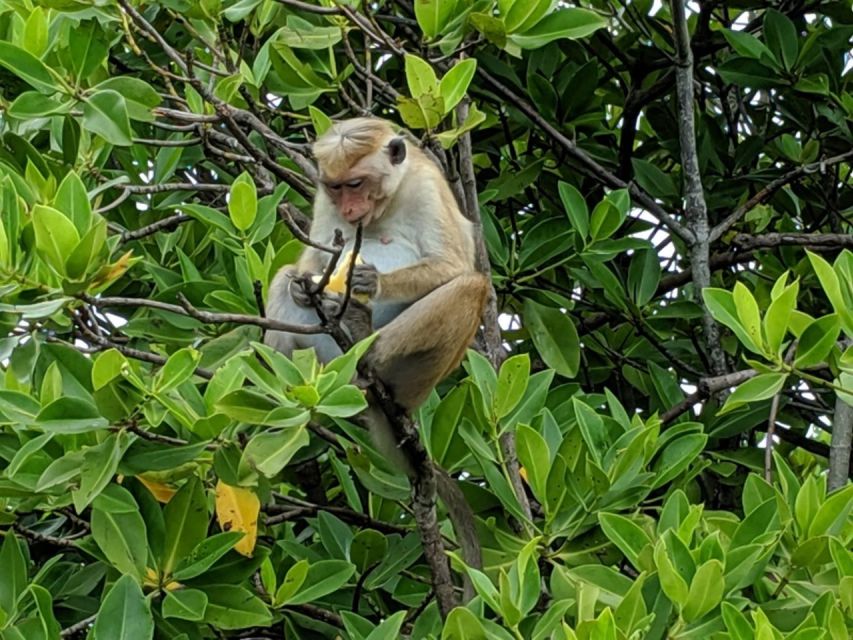 Lagoon Tour to Monkey Island in Negombo - When This Tour Is Perfect (and When to Rethink It)
