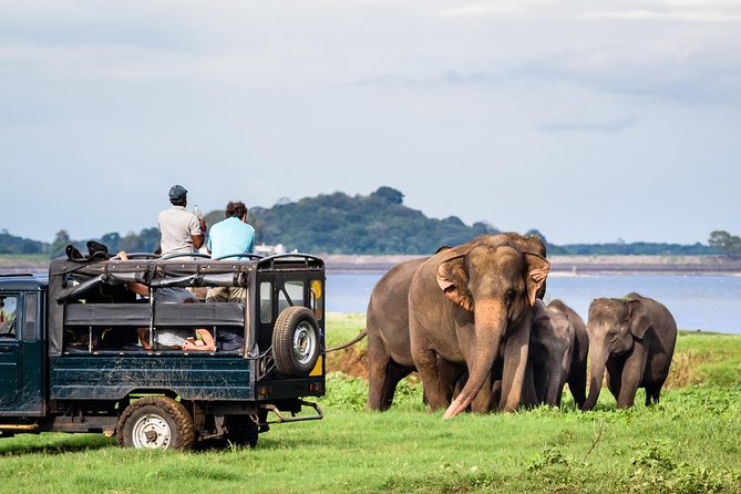 Minneriya Elephant Safari wth Sigiriya & Dambulla Cave Temples Full Day Tour - A Long Day That Actually Makes Sense: From Negombo to Three Big Stops