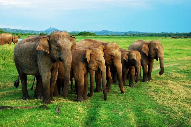 Minneriya Elephant Safari wth Sigiriya & Dambulla Cave Temples Full Day Tour - Minneriya National Park Safari: How the Route Guidance Helps