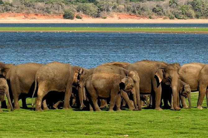 Minneriya Elephant Safari wth Sigiriya & Dambulla Cave Temples Full Day Tour - Price and Logistics: Does $150 from Negombo Feel Like Value?