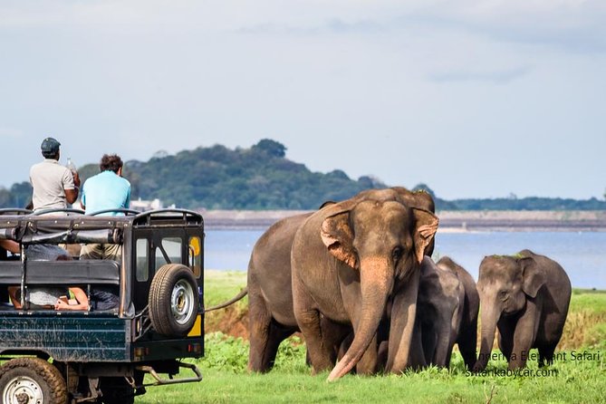 Minneriya Elephant Safari wth Sigiriya & Dambulla Cave Temples Full Day Tour - Who Should Book This Tour (And Who Might Skip It)