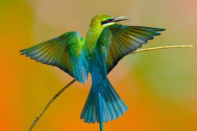 Muthurajawela Bird Watching Tour From Colombo & Negombo - Why Muthurajawela works for birdwatching