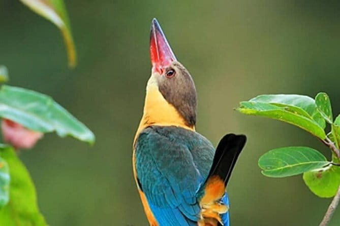 Muthurajawela Bird Watching Tour From Colombo & Negombo - The guide factor: how to get real bird IDs